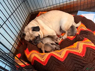 Mixed Breed dogs Chug 5 - Ad 8