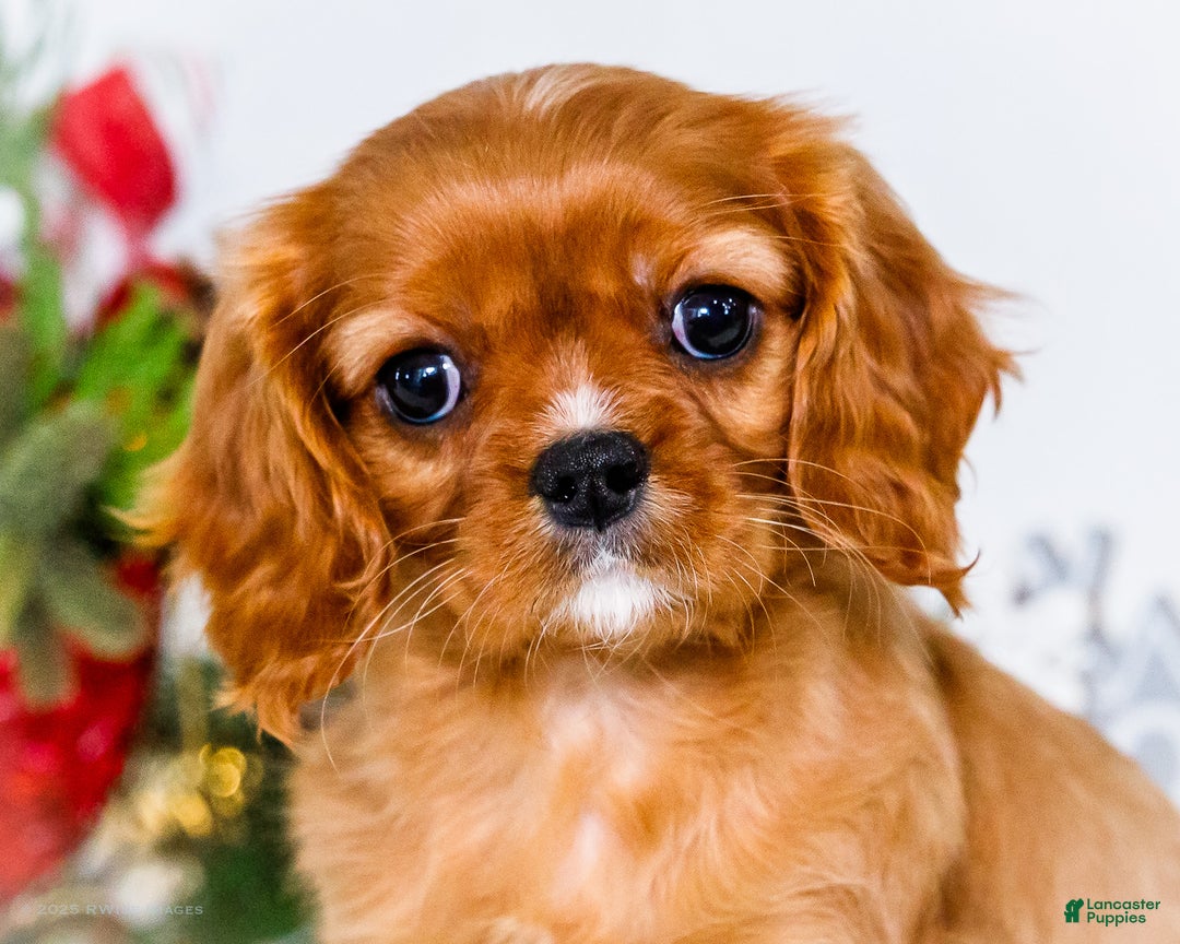 Cavalier King Charles Spaniel dogs for sale: Joy - Ad 2