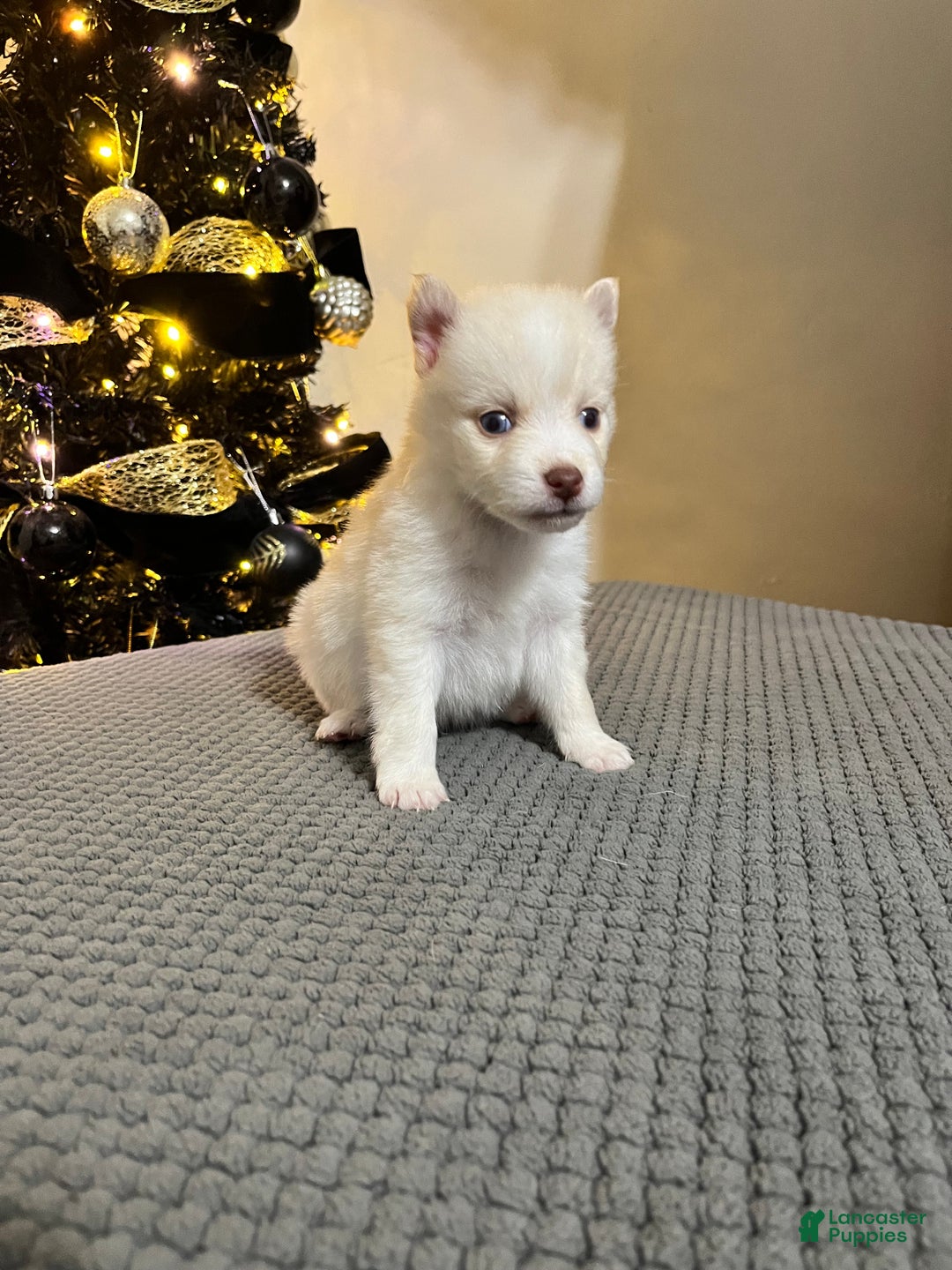 Pomsky dogs for sale: Red Foxx - Ad 5