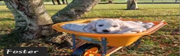 Golden Retriever dogs for sale: Foster  - Ad 4