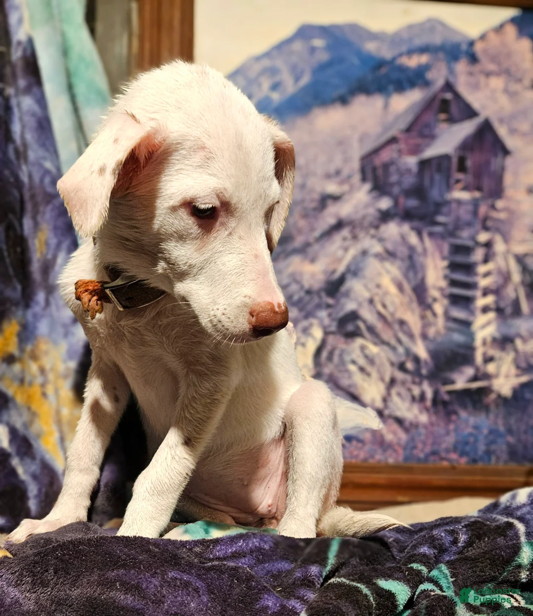 Border Collie dogs for sale: Hissy - Ad 2