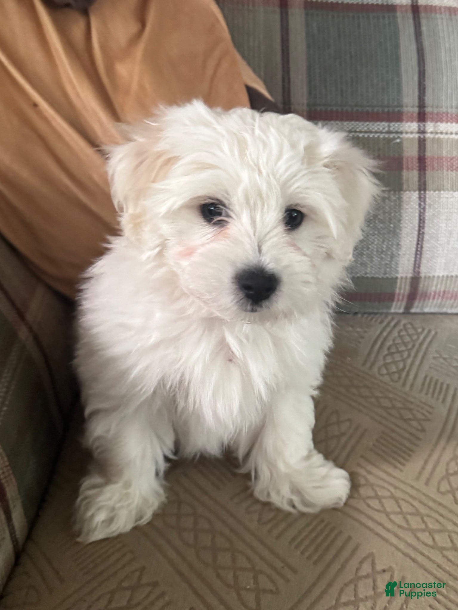 Coton De Tulear dogs Jojo Coton De Tulear 3 - Ad 5