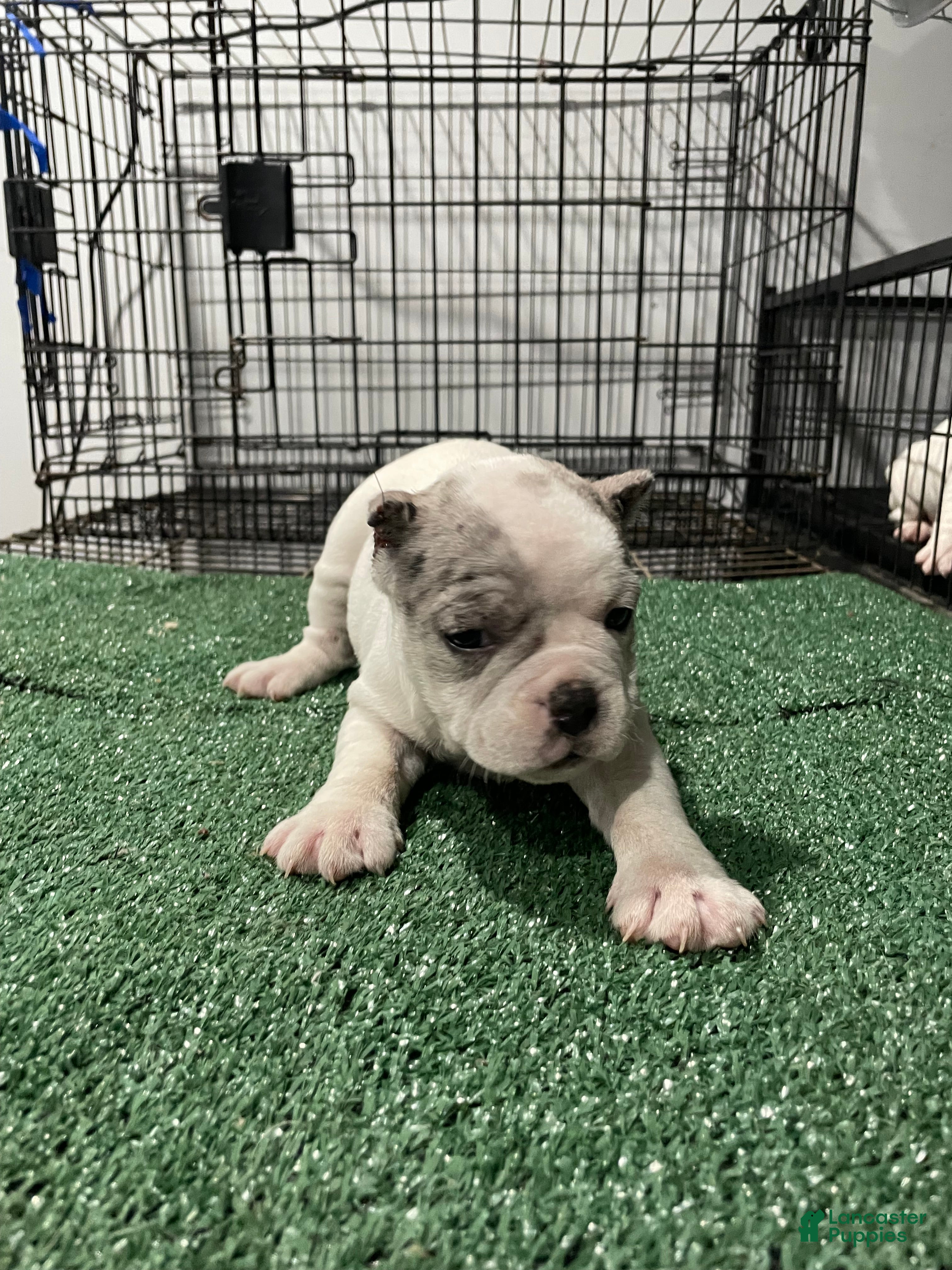 American Bully dogs American Bully Puppy 2 - Ad 41