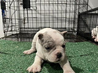 American Bully dogs American Bully Puppy 2 - Ad 41