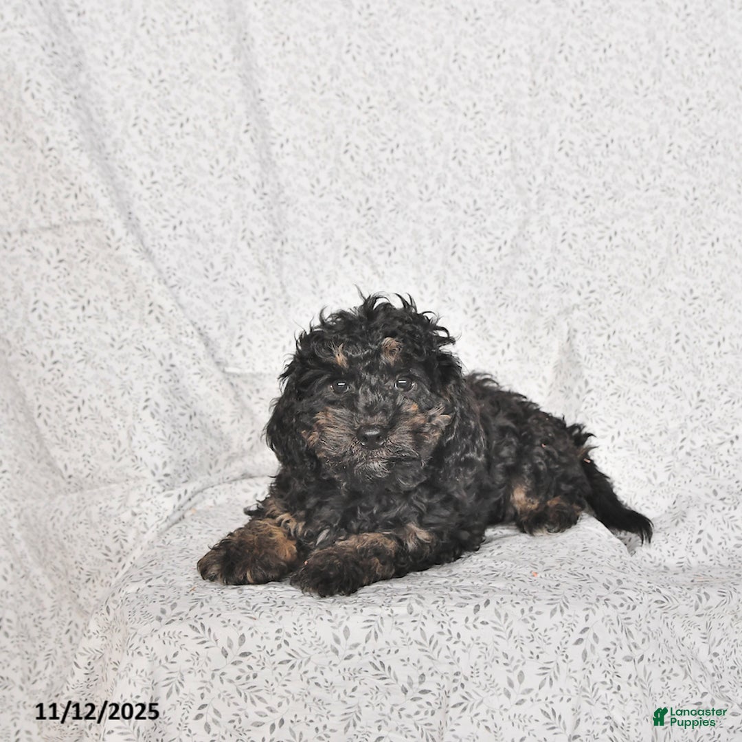 Cavapoo dogs for sale: Buster - Ad 2