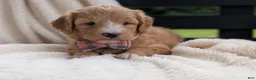 Mini Goldendoodle dogs for sale: Daisy - Ad 8