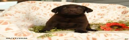 Labrador Retriever dogs for sale: Melvin - Ad 2