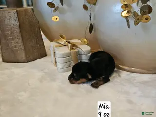 Yorkshire Terrier dogs Mia - Ad 10