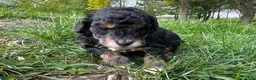 Mini Bernedoodle dogs for sale: Bacon - Ad 3
