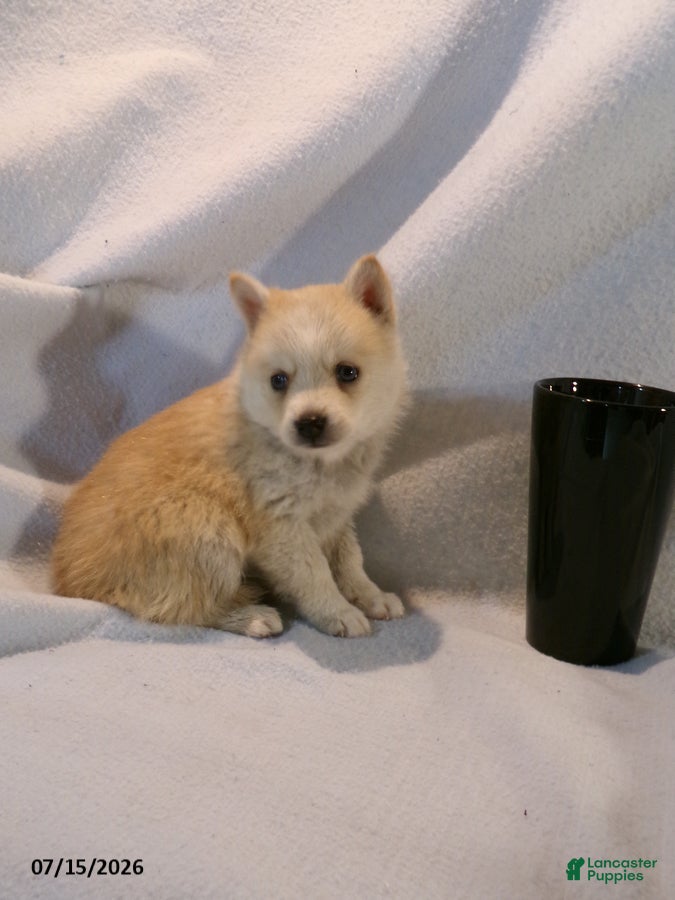 Pomsky dogs Latte - Ad 1