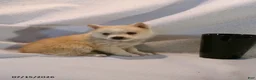 Pomsky dogs for sale: Latte - Ad 1