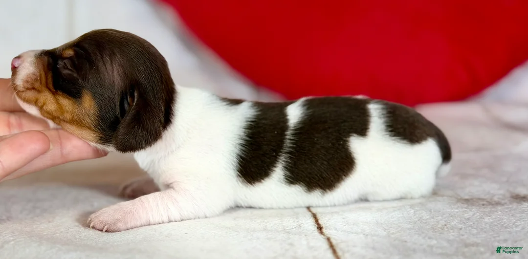 Miniature Dachshund dogs for sale: AKC SH Fiona DNA OFA - Ad 7