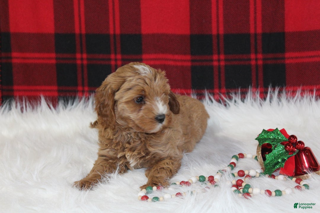 Cavapoo dogs for sale: Dasher - Ad 3