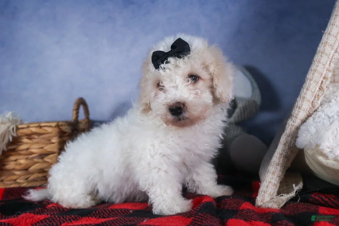 Bichpoo dogs for sale: Carmel - Ad 7