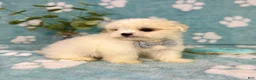 Malshi dogs for sale: Teddy - Ad 9