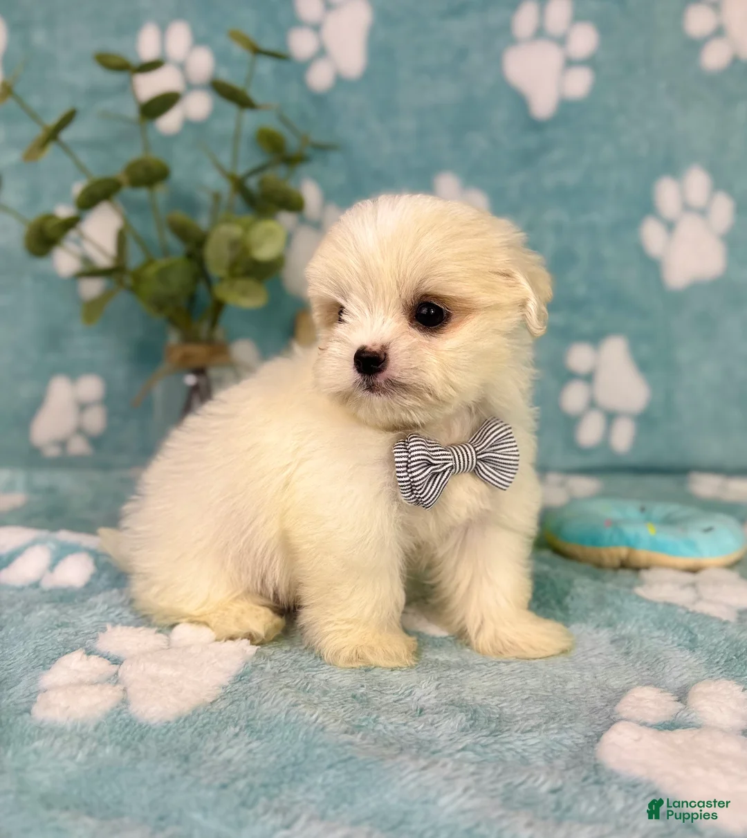 Malshi dogs for sale: Teddy - Ad 9