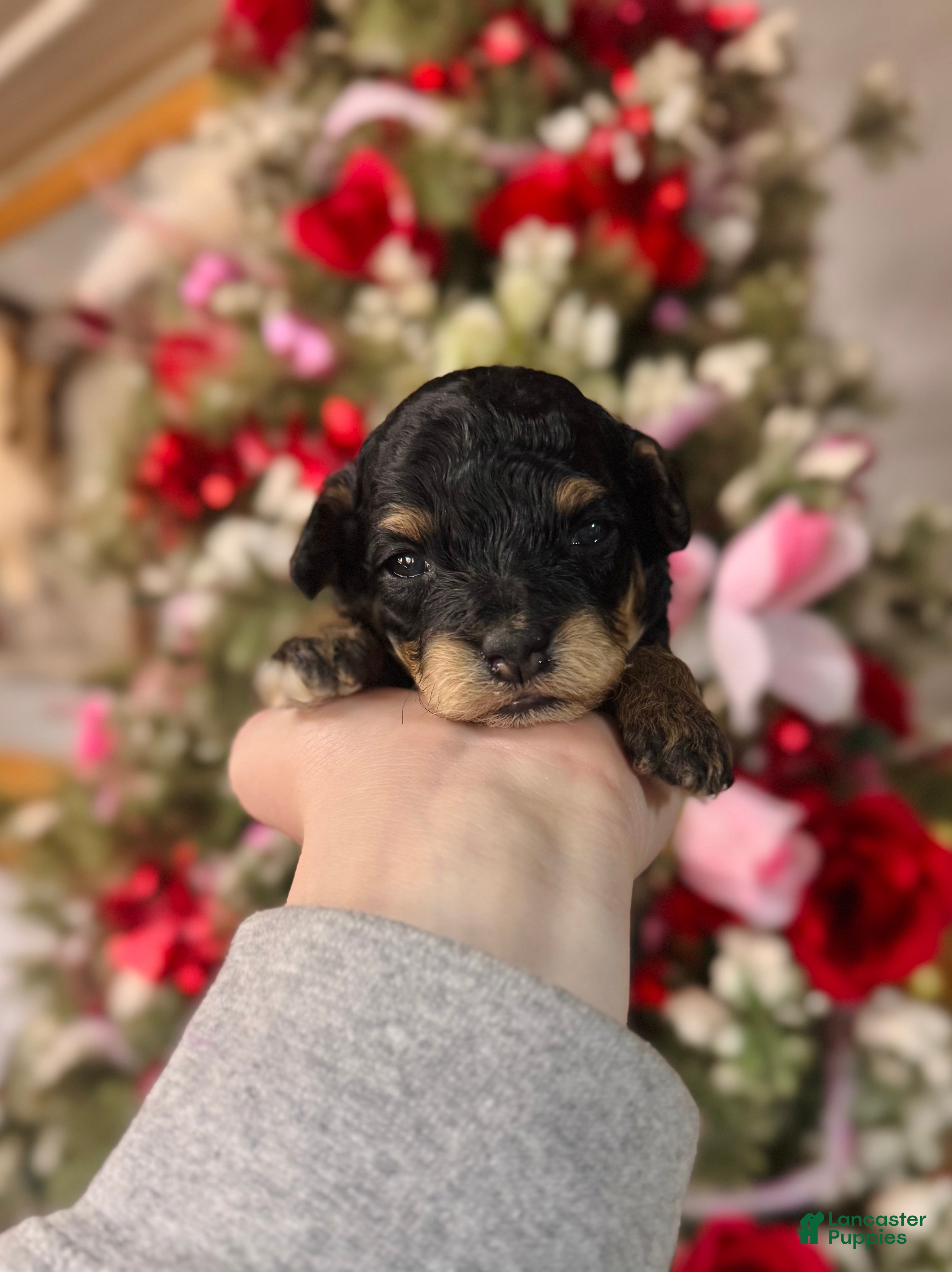 Cockapoo dogs Cockapoo Puppy 3 - Ad 29