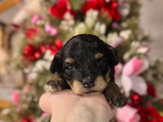 Cockapoo dogs Cockapoo Puppy 3 - Ad 29