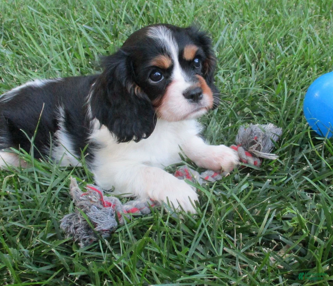 Cavalier King Charles Spaniel dogs for sale: Bella - Ad 2