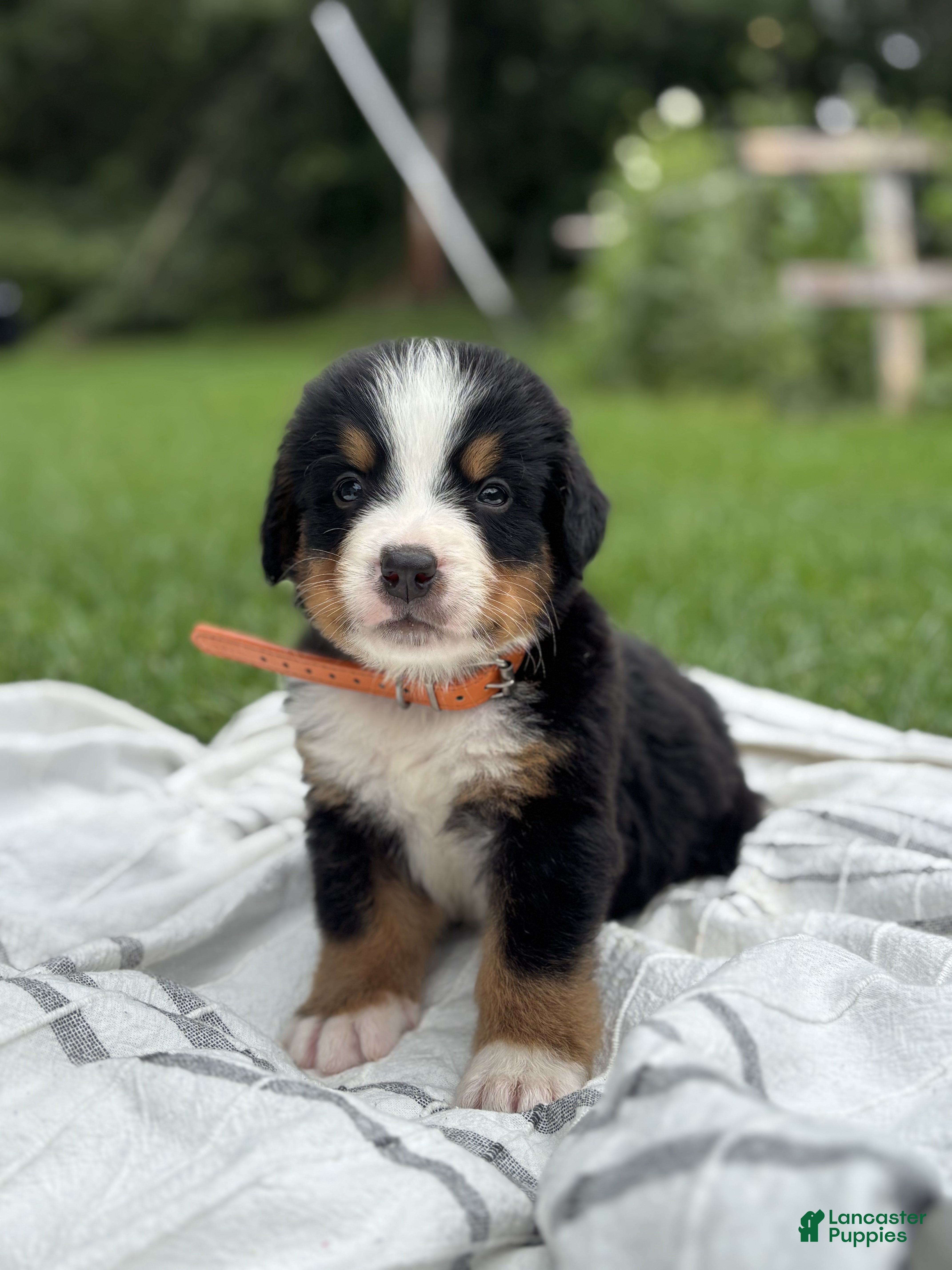 Bernese Mountain Dog dogs Nash - Ad 1