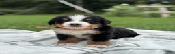 Bernese Mountain Dog dogs for sale: Nash - Ad 1