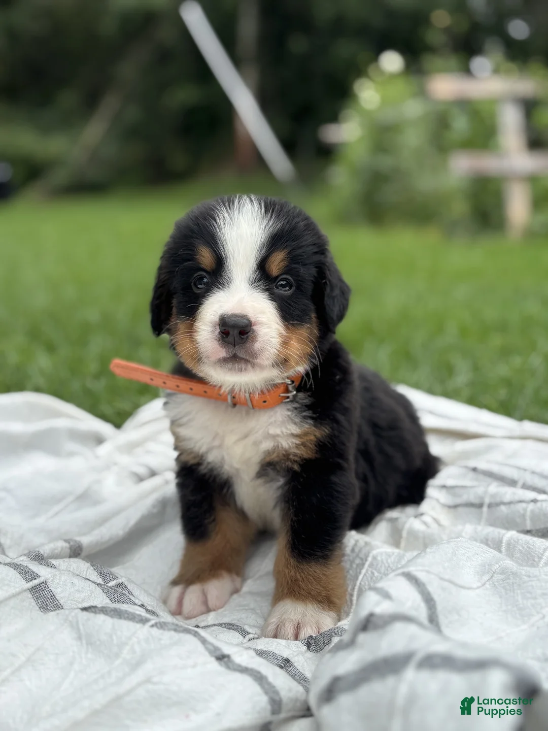 Bernese Mountain Dog dogs for sale: Nash - Ad 1