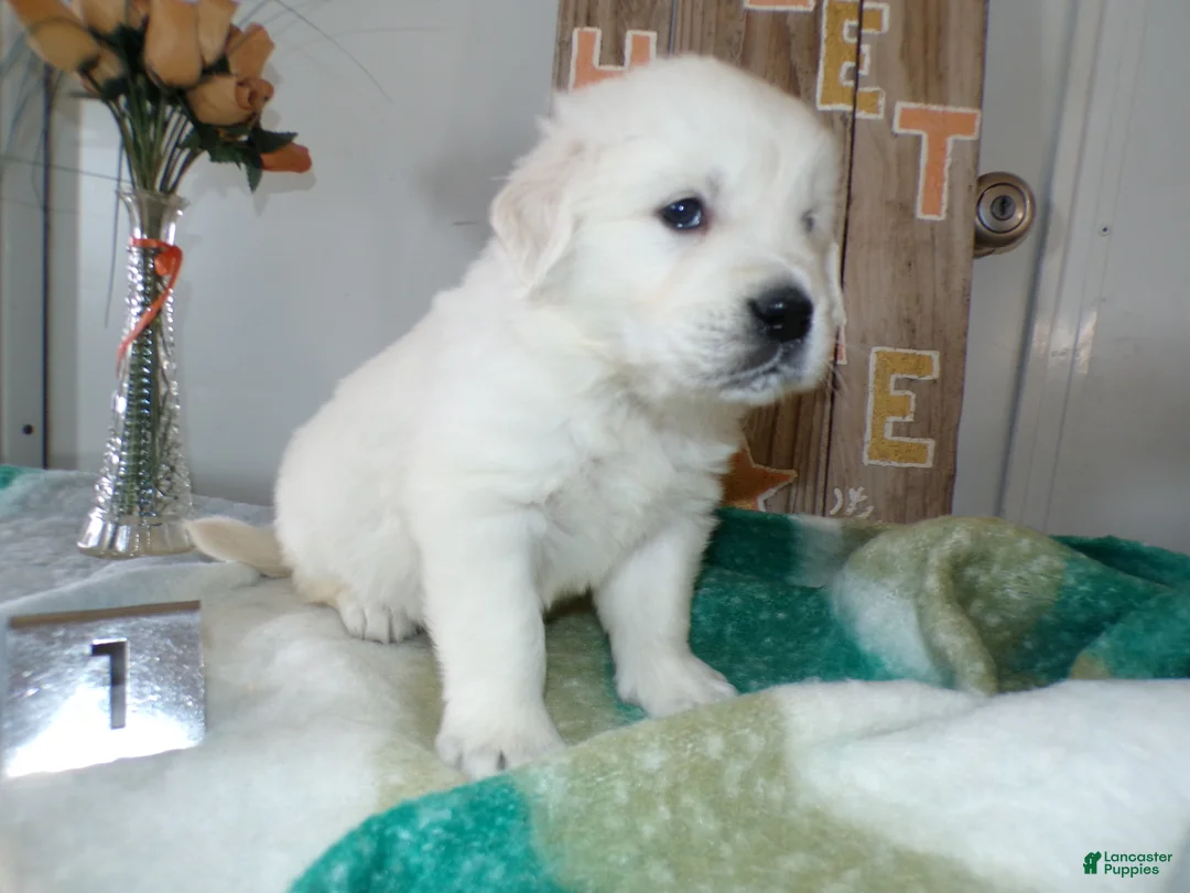 Golden Retriever dogs for sale: Golden Retriever Puppy 1 Cory - Ad 2