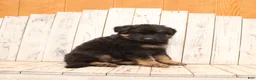 German Shepherd dogs for sale: Sasha - Ad 3