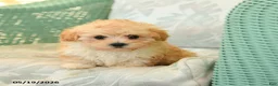 Maltipoo dogs for sale: Waffles - Ad 3
