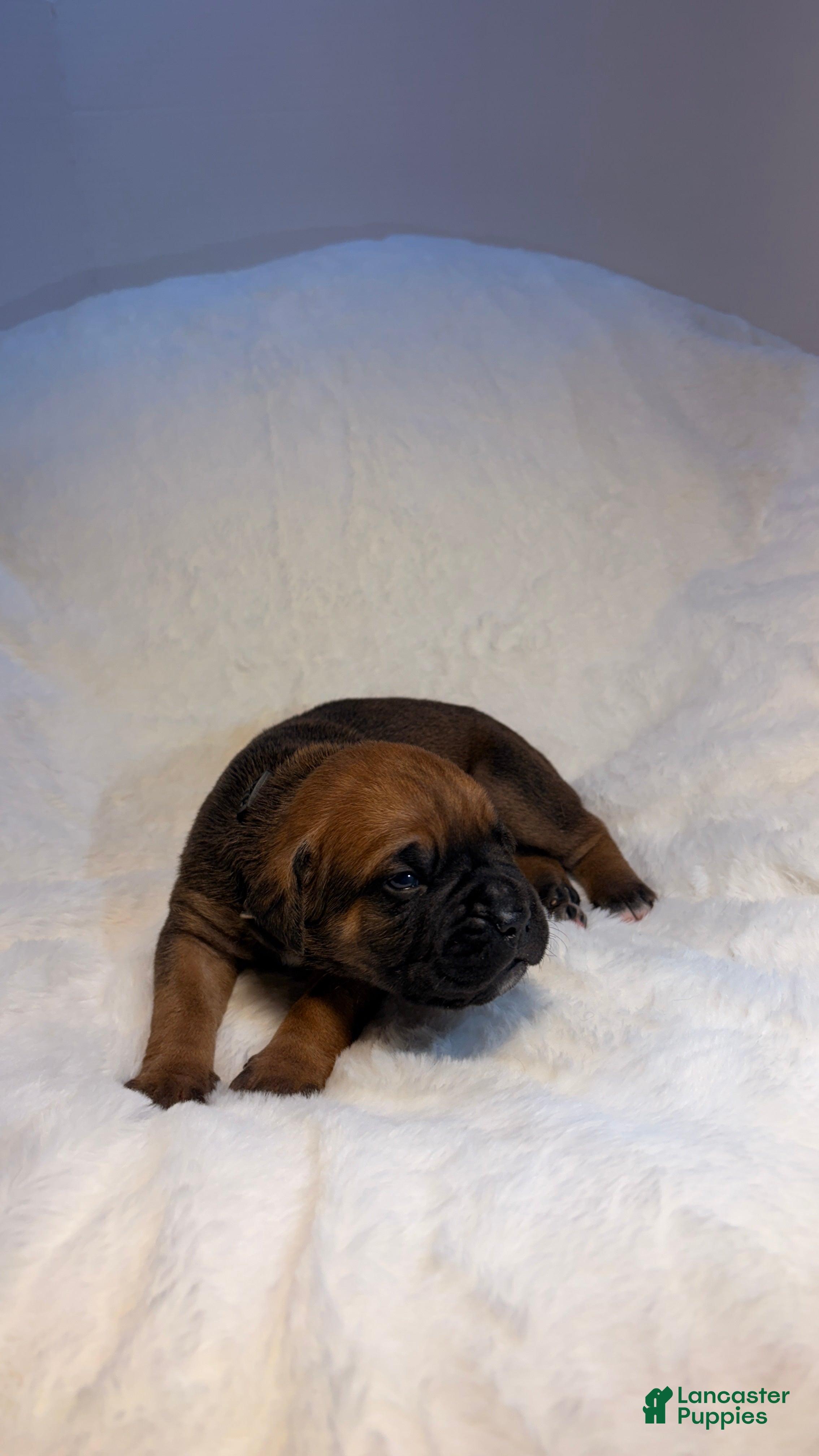 Cane Corso dogs Cane Corso Puppy 5 - Ad 34