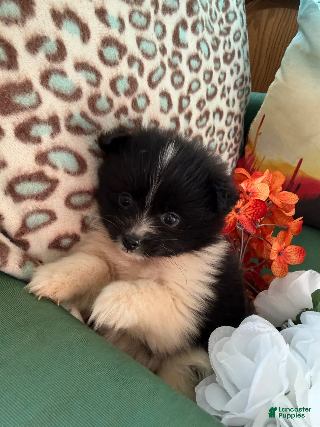 Pomeranian dogs for sale: Pomeranian Puppy 1 - Ad 1