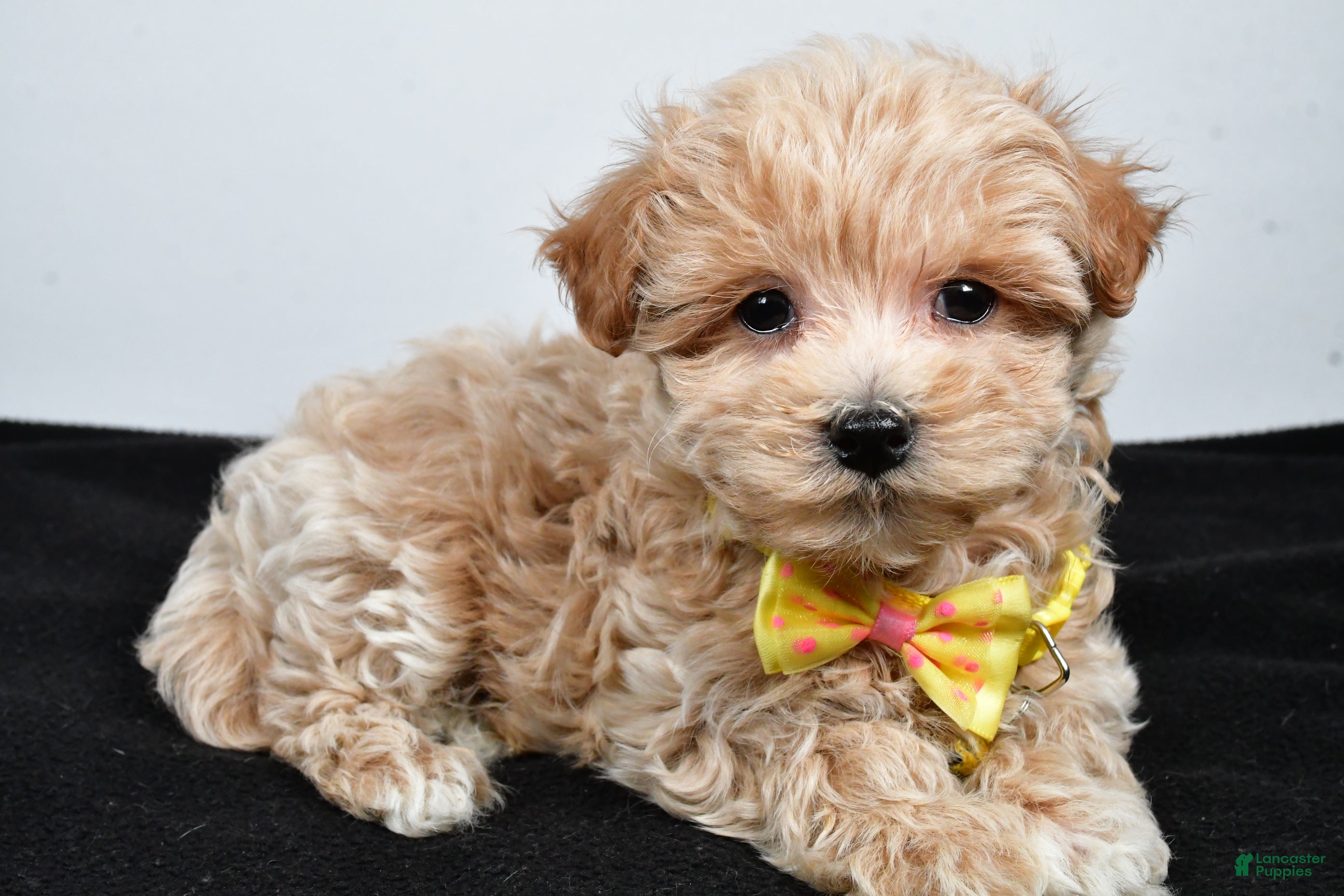 Maltipoo dogs Splash - Ad 10