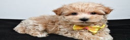 Maltipoo dogs for sale: Splash - Ad 1