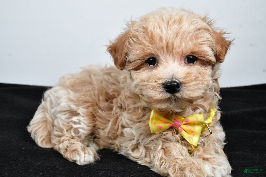 Maltipoo dogs for sale: Splash - Ad 1