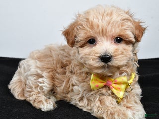 Maltipoo dogs Splash - Ad 4