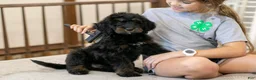 Bernedoodle dogs for sale: Olympic - Ready Now! - Ad 33