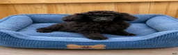 Miniature Poodle dogs for sale: Coal - Ad 2