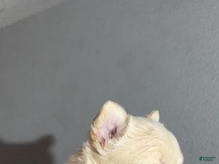 French Bulldog dogs - Ad 16