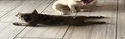 French Bulldog dogs for sale: Nico - Ad 4