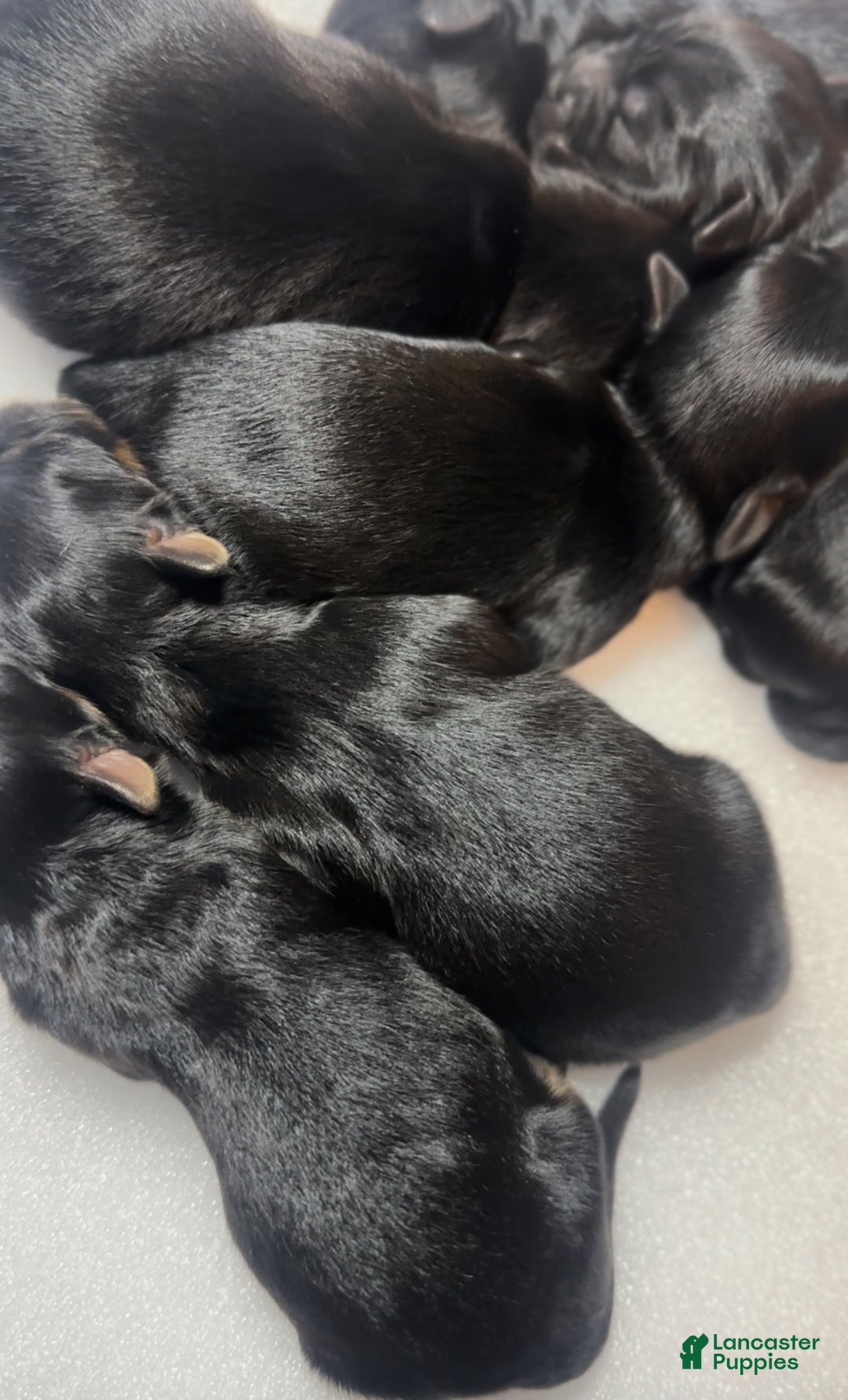 Yorkshire Terrier dogs for sale: King - Ad 3