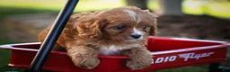 Cavapoo dogs for sale: Katie 🎀 - Ad 12