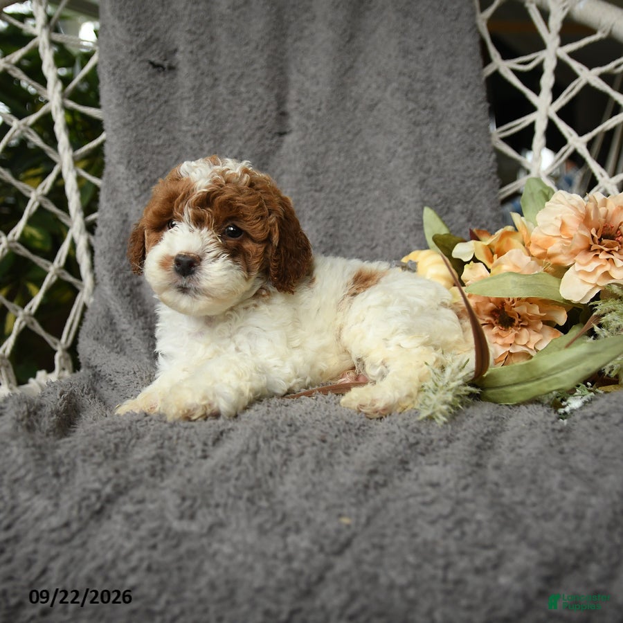 Goldendoodle dogs Gertie - Ad 2