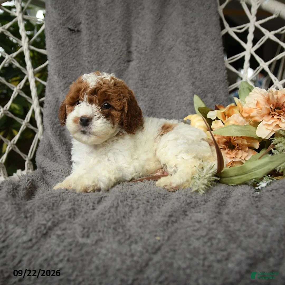 Goldendoodle dogs for sale: Gertie - Ad 2