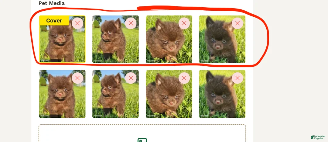 Afghan Hound dogs for sale: Afghan Hound Puppy 2 - Ad 6