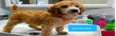 Matilda