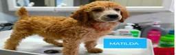 Standard Poodle dogs for sale: Matilda - Ad 1