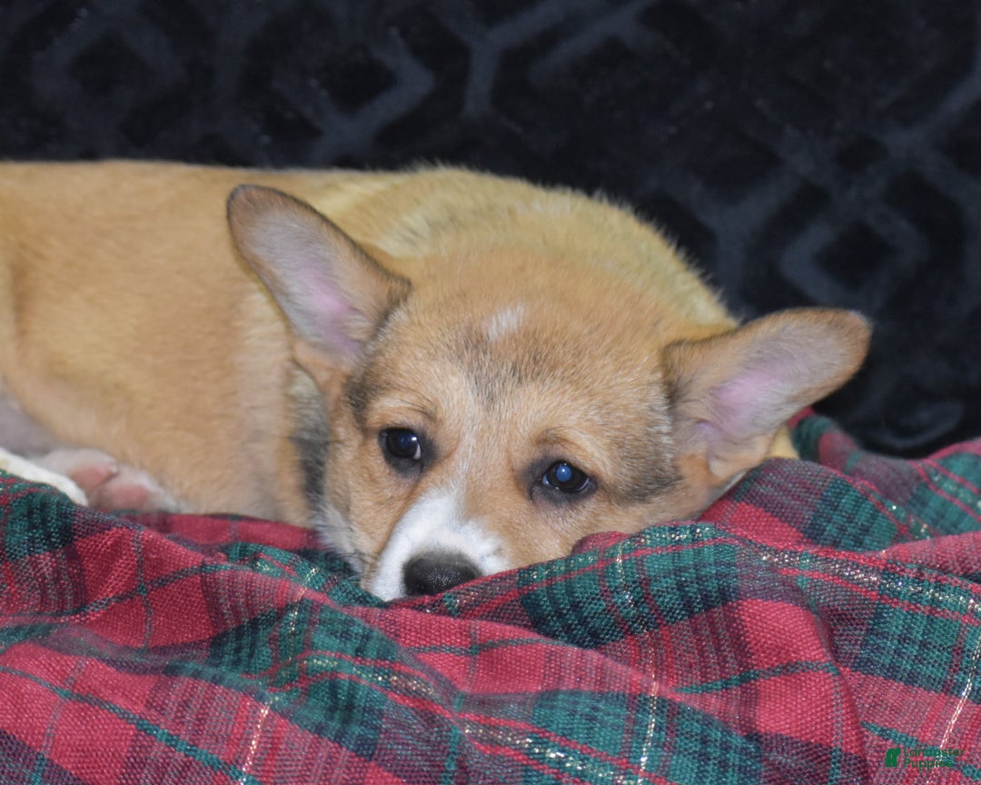 Welsh Corgi Pembroke dogs for sale: Milkyway - Ad 3