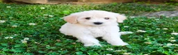 Mini Goldendoodle dogs for sale: Kathy - Ad 5