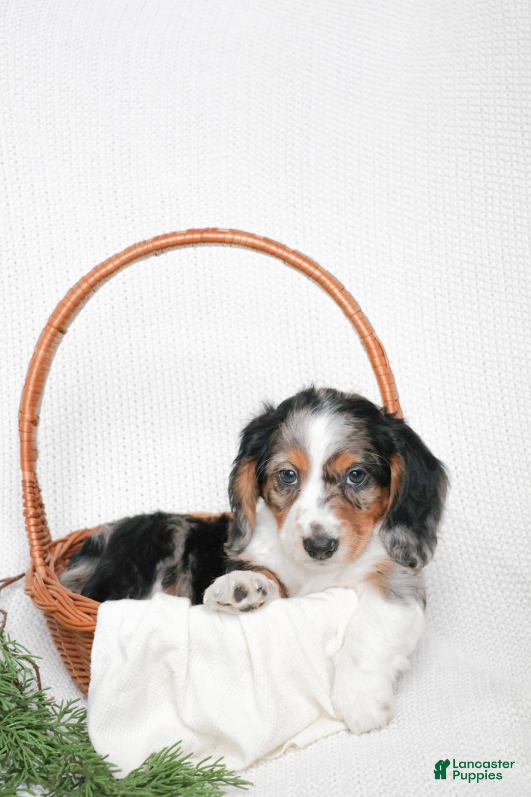 Miniature Dachshund dogs for sale: Miniature Dachshund Puppy 1 - Ad 6