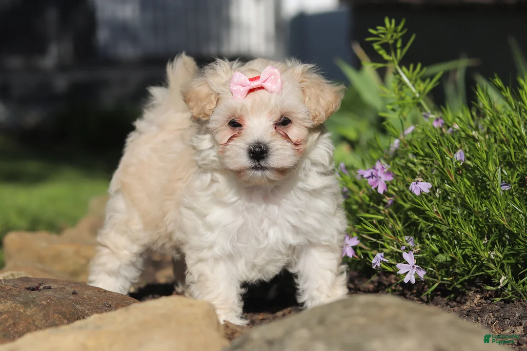 Maltipoo dogs for sale: Ana - Ad 2